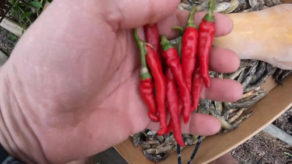 Picking Little Red Thing Cayenne Peppers