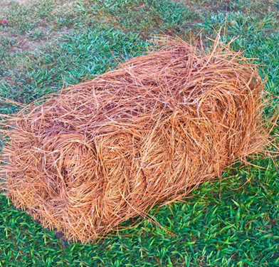 Pine Straw