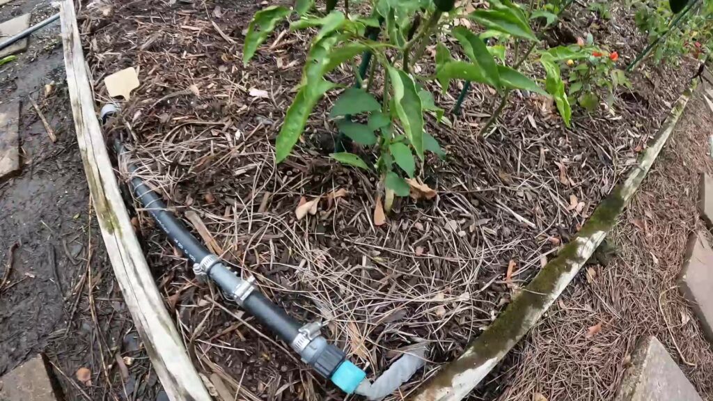 Automatic Watering Pop-up in a Raised Bed