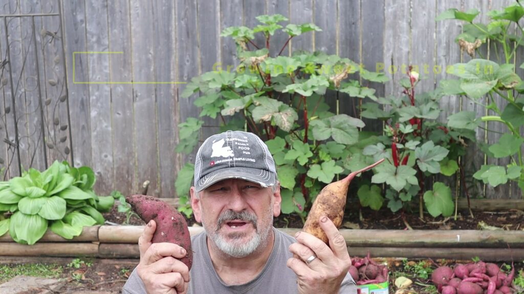 Sweet Potatoes, Murasaki and Vardaman