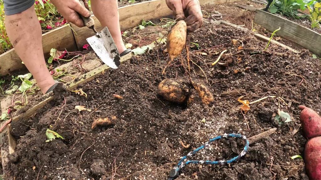 Sweet Potato, Vardaman