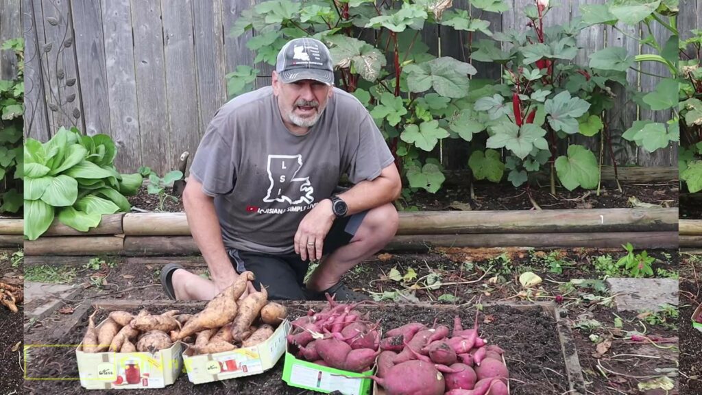 Nice Sweet Potato Harvest