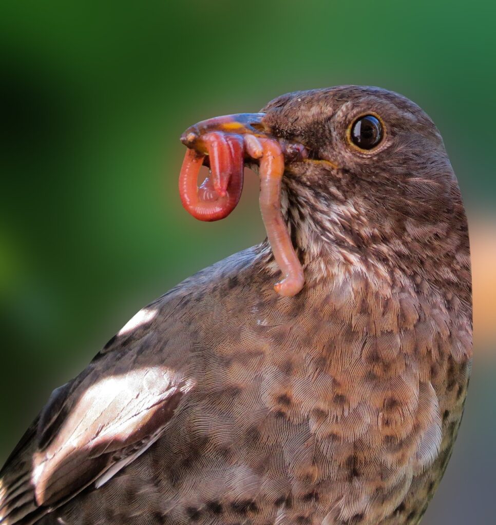 Bird Eating an Earthworm