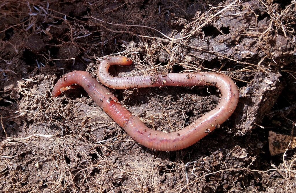 Earthworm