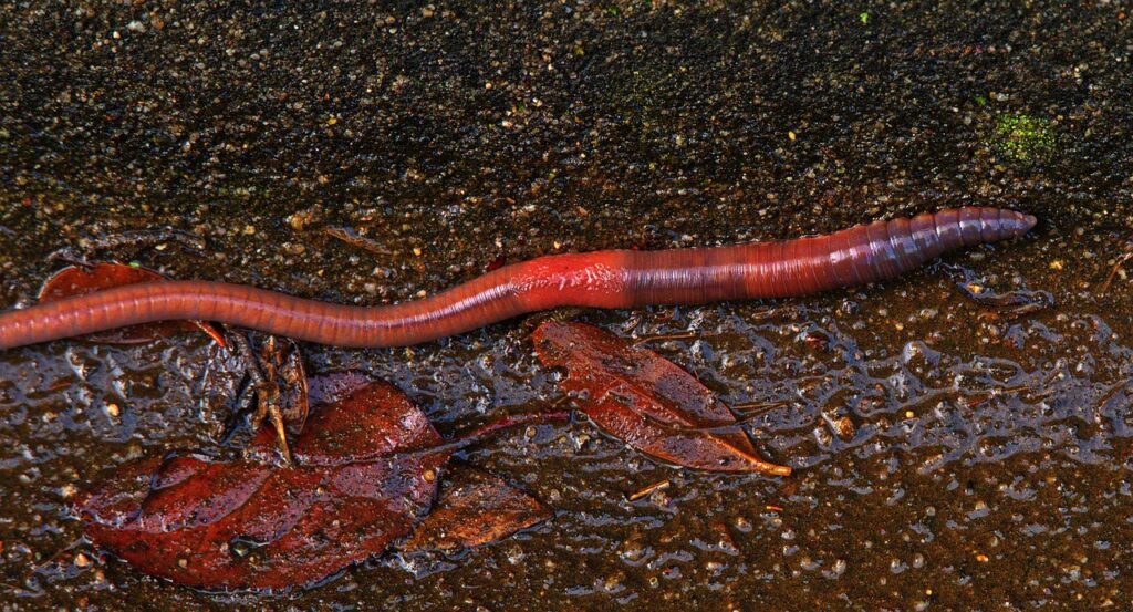 Earthworm at the Soil Surface