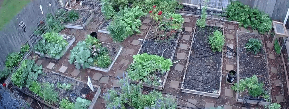 Overhead Drone Shot of Backyard Raised Bed Garden