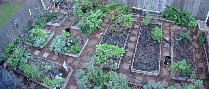 Overhead Drone Shot of Backyard Raised Bed Garden