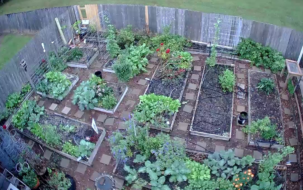 Overhead Drone Shot of Backyard Raised Bed Garden