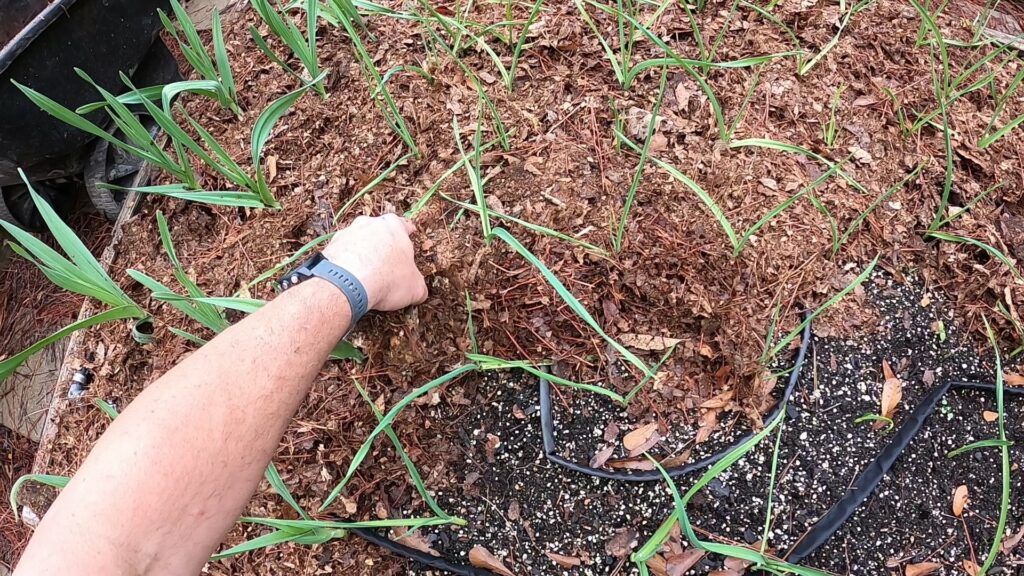 Mulching Garlic in Raised Bed Garden